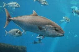 Réchauffement climatique : le poisson pourrait devenir de plus en plus toxique pour l'Homme