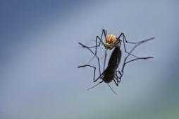 Transmission du virus Usutu par le moustique culex : bascule-t-on dans la psychose ?