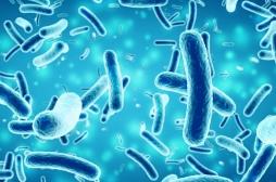 La taurine efficace contre les infections bactériennes