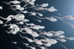Fertilité : c’est à cette période que les spermatozoïdes nagent plus vite 