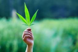 Israël autorise l’exportation de cannabis thérapeutique