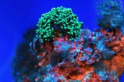 Une « super molécule » anti-cancer élaborée grâce à une éponge marine