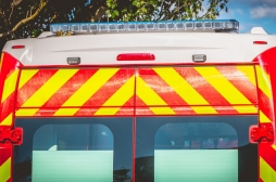 C’est plein de chats morts aux pieds des arbres !