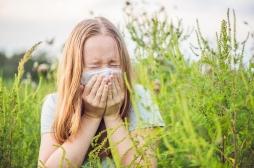 Allergie à l’ambroisie : l’alerte rouge déclenchée dans la région lyonnaise
