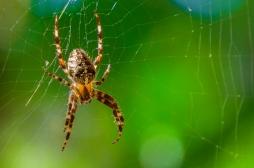 Cette nouvelle technique permet de surmonter la peur panique des araignées