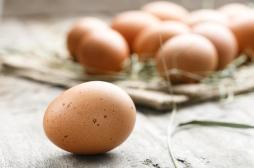 Contamination : les œufs des poulaillers domestiques déconseillés en région parisienne