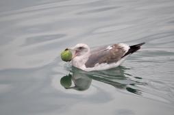 Australie : les mouettes sont porteuses de bactéries ultrarésistantes