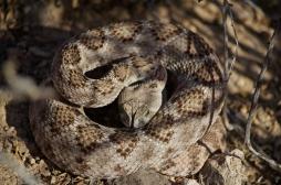 Morsures de serpent : l'OMS lance un plan pour réduire de moitié les décès d'ici 2030