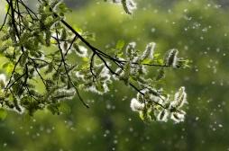 Allergie aux pollens : et si vous optiez pour la désensibilisation ?