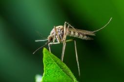 Ce nouveau moustique OGM ne voit pas les humains... et ne les pique plus !