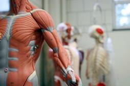 Le muscle est un moteur complexe