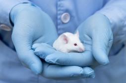 Thérapies contre le cancer : une révolution grâce à des souris 