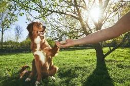 Le chien, remède pour soigner le stress post-traumatique des soldats en Ukraine