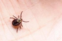 Maladie de Lyme : une infection après la morsure plus rapide que prévu
