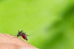Zika, dengue, chikungunya : la surveillance systématique du moustique tigre est devenue nécessaire en France