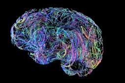 Voici les 4 âges auxquels le cerveau se restructure