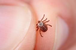 Maladie de Lyme : une « augmentation significative » du nombre de cas en 2018