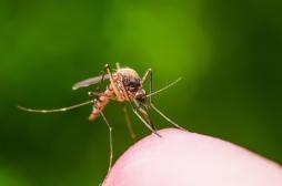 Paludisme, dengue, Zika… : les moustiques génétiquement modifiés sont-ils la solution ?