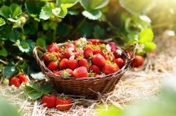 Maladies cardiovasculaires : manger des fraises diminue le risque 