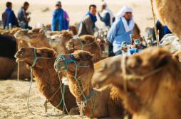 Rhume : le chameau à l’origine d'une souche virale