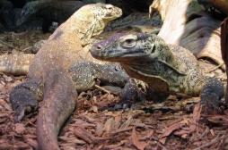 Antibiorésistance : le dragon de Komodo détient la solution