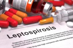 Leptospirose : plus de 600 cas recensés en France métropolitaine