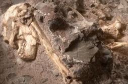 Little Foot : l'australopithèque le plus vieux au monde livre ses premiers secrets 