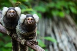 Cerveau : des ouistitis permettent de mieux comprendre la vision humaine