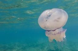 Démangeaisons : la famille de Martine à la recherche de la méduse mystérieuse