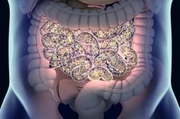 Notre microbiote intestinal et notre système immunitaire fonctionnent de pair