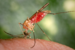 Typhus : la bactérie est transmise par le moustique