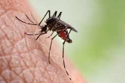 Un médicament pourrait bientôt rendre notre sang mortel pour les moustiques