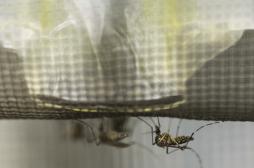 Le gouvernement fait la chasse au moustique-tigre