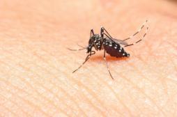 Zika en Martinique : plus de 1700 nouveaux cas en une semaine 
