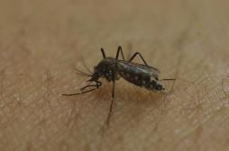 Zika : des moustiques transgéniques pour endiguer l'épidémie 