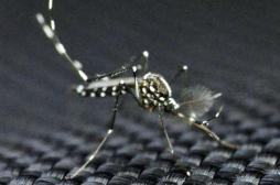 Zika : épidémie confirmée en Martinique