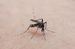 Zika : la chasse au moustique tigre débute en métropole 