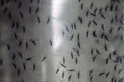 Zika : la menace est mondiale