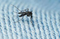 Zika : la transmission sexuelle avérée par des chercheurs français