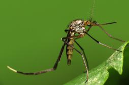 Zika : les variations du virus ont permis sa propagation