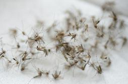 Moustique : une piqûre peut transmettre le zika et le chikungunya
