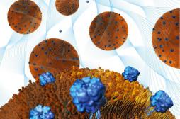 Des nanoéponges pour neutraliser les infections et les bactéries résistantes