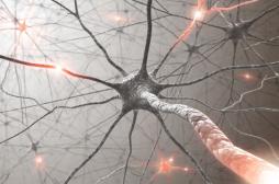 Greffe de neurones : la rapidité d'intervention est cruciale