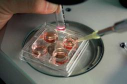 Congélation des ovocytes : 59 % des Français n’en veulent pas