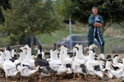 Grippe aviaire : les éleveurs signent un pacte de biosécurité
