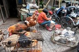 Chine : la progression inquiétante de grippe aviaire