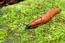 Chirurgie : du mucus de limace suturer les plaies