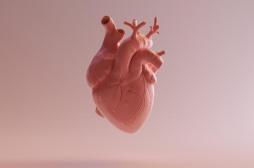 Comment se créent les battements du cœur ? 