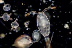 Qu’est-ce que le plancton nous apprend sur les pandémies ? 
