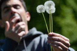 Allergies : alerte aux pollens sur presque toute la France